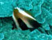 Indianbannerfish